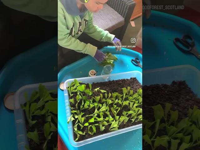 Making a Cherry Laurel hedge for Free #propagation #gardening #hedging
