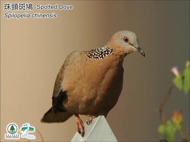 雀鳥叫聲 – 珠頸斑鳩 Bird Calls – Spotted Dove