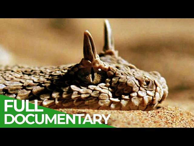 Wildest Middle East | Episode 5: Arabia - Land of Illusions | Free Documentary Nature