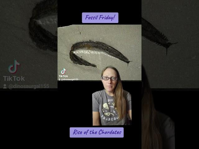 The Rise of the Chordates #geology #cambrian #paleontology #biology #science #fossilfriday