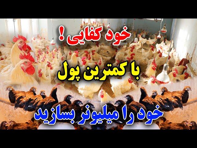 تجارت کوچک را با(10,000)ده هزار افغانی آغاز کنید /فارم مرغ داری افضلی /گزارش جمشیدغضنفری