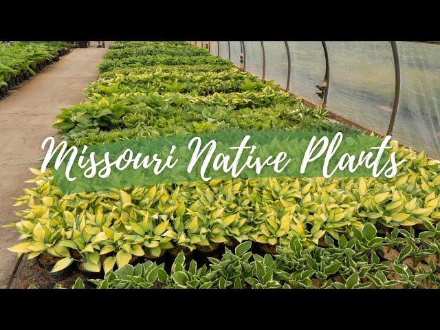 Missouri Native Plants | Frisella Nursery