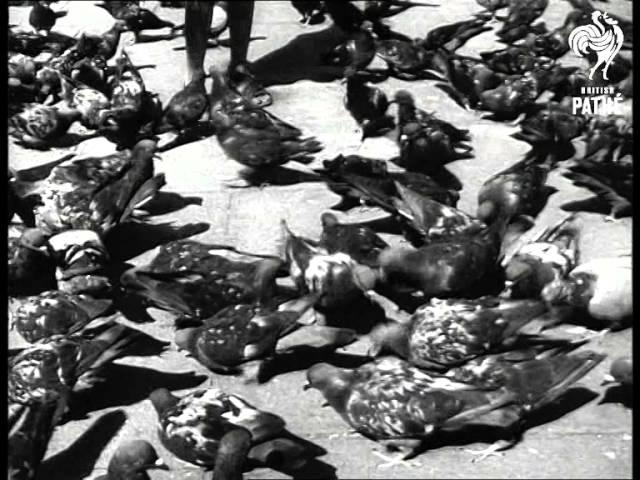 Venice Pigeons (1952)