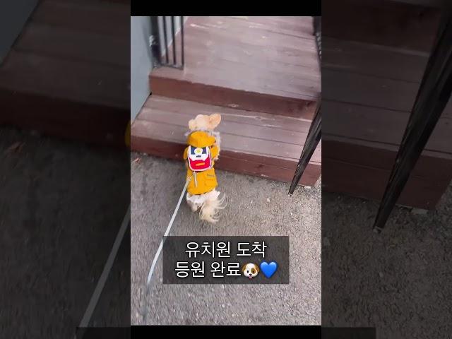 강아지유치원 등원하는 신난 개린이#강아지일상 #강아지브이로그 #dog #doglife #반려견 #개 #dogshorts #dogkindergarten #강아지유치원