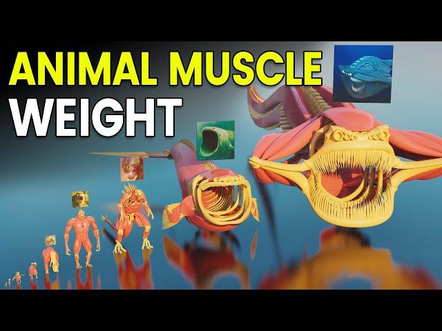 3D Animal Muscle Weight Comparison | BLOOP Weight