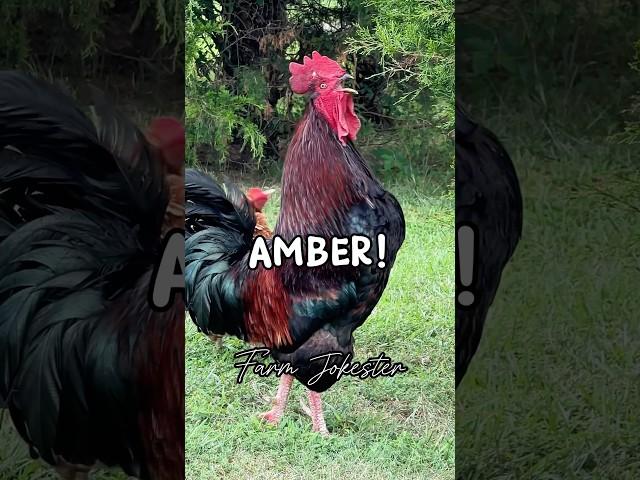 Amber!, Oh Amber!, Amber! #amber #claudia #maria #michael #jessica #rooster #chickens #comedy