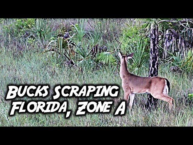 Hunting Buck Scrapes in South Florida Public Land