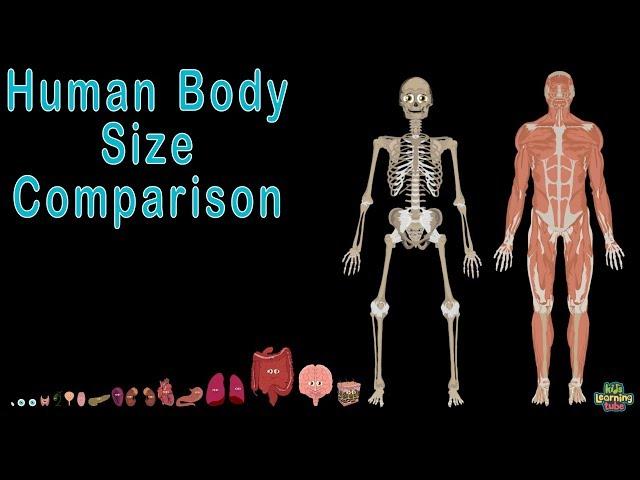 Human Body  and Human Body Size Comparison | Human Anatomy Size Comparisons