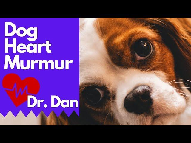 Dog Heart Murmur!  3 Vet Tips