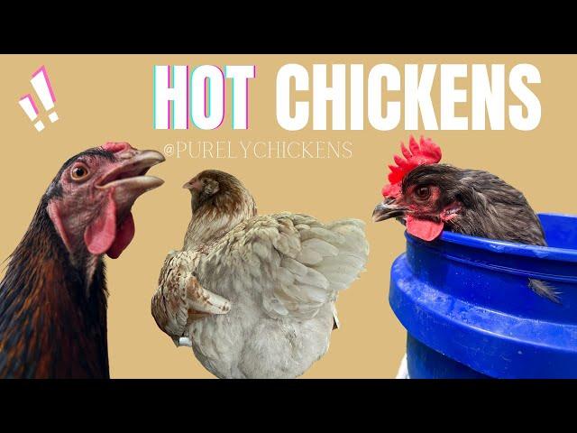 Hot Chickens!