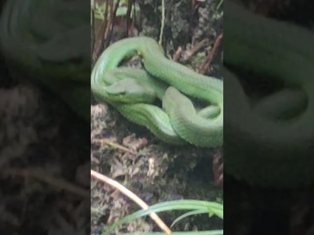 Pit Viper #When you encounter Dangerous Pit Viper Snake while camping #hiking