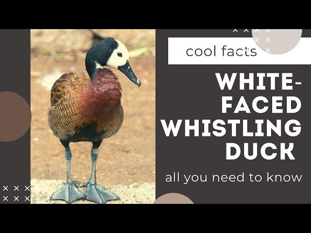 White-faced Whistling Duck facts   breeds in sub-Saharan Africa and much of South America