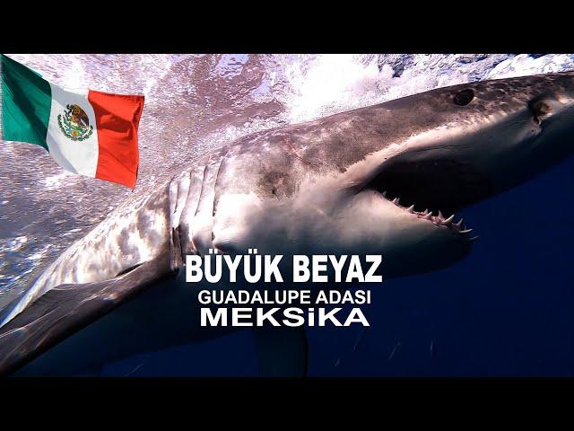 BÜYÜK BEYAZ GUADALUPE MEKSIKA