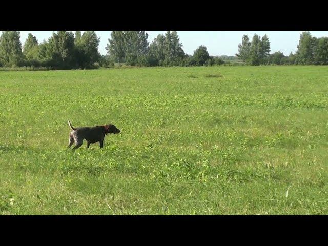 Курцхаар Тайна. Первая работа по перепелу.