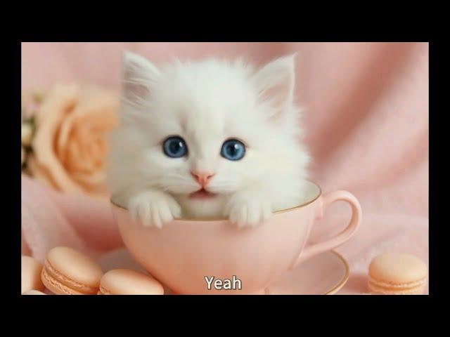Top 10 funny of cute orange cat moments compilation Ep.13