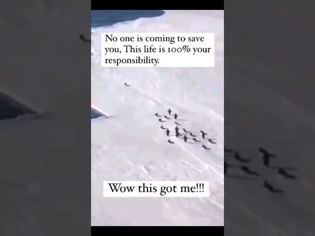 Penguins Showcase-Your Life-Your Responsibility#sia#unstoppable#penguin#antartica#hit#top#cool#bliss