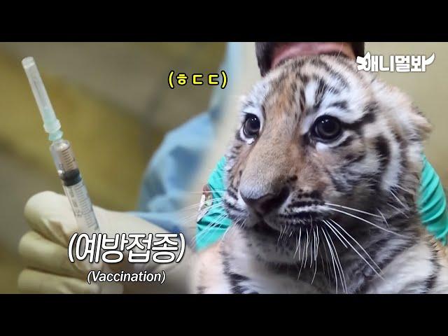 Baby Tiger Siblings Get A Vaccine  Shot For The First Time In Their Life