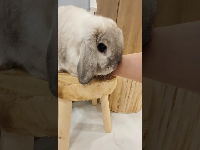 자기보다 예쁜것을 본 토끼 반응..