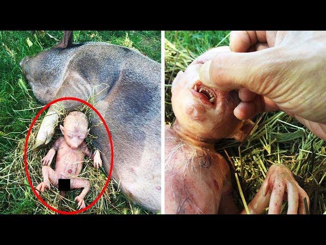 Farmer's Pig Gives Birth To Human Baby, He Takes A Closer Look And Starts Crying