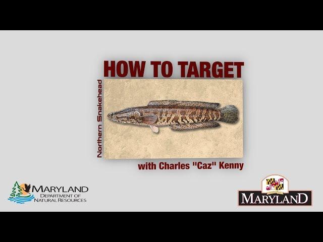 Northern Snakehead - How to Target - Maryland Department of Natural Resources