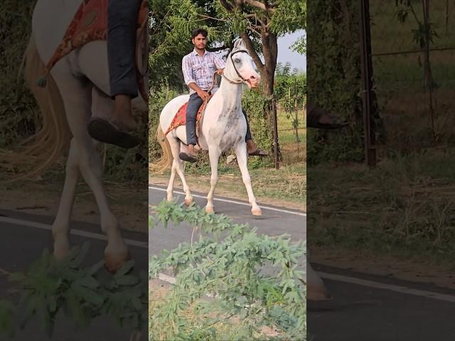 Rupal stud farm माही For sell mo.9724588670mo.6355700315 #rupalstudfarm