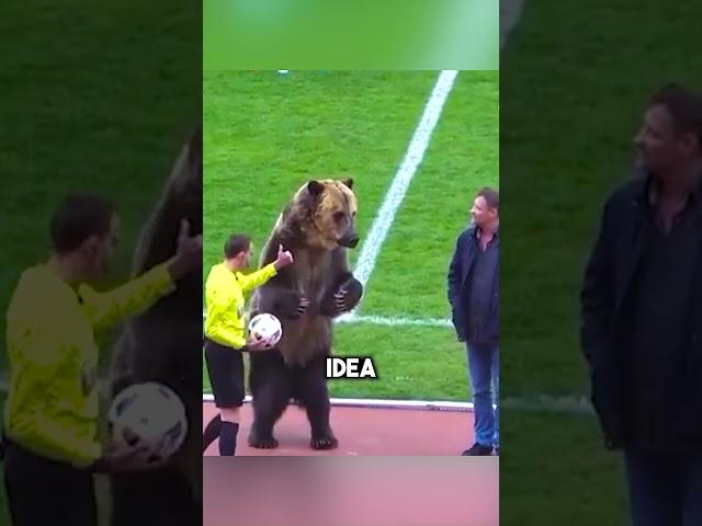 They Brought a Bear to a Football Match… 