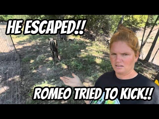 The Escape Did Not Go As Planned For Him!!