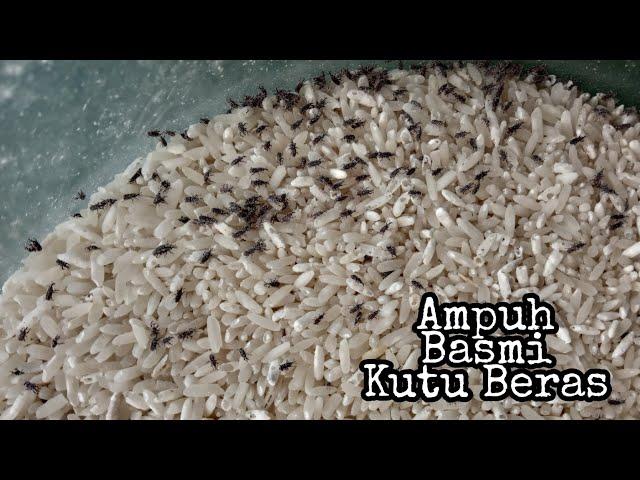 Cara Alami Ampuh basmi kutu beras || mudah dan aman