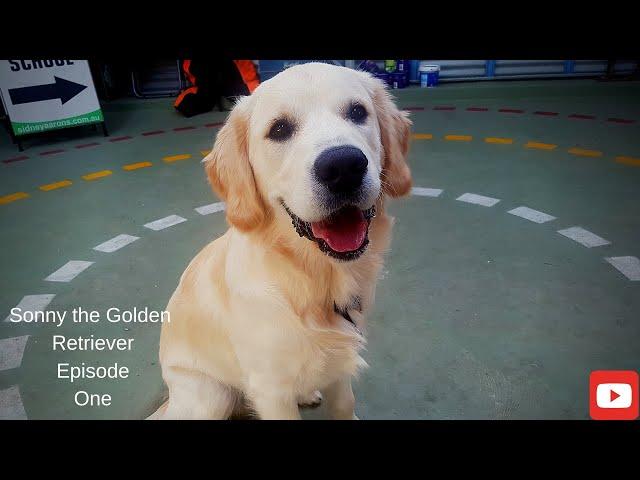 Sonny The Golden Retriever [EP1]