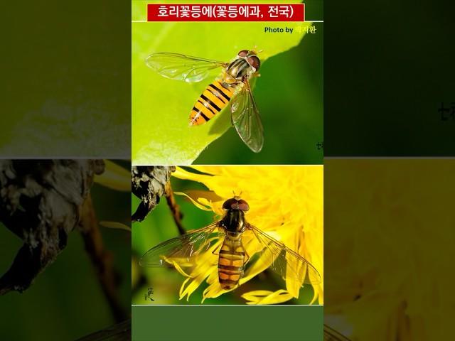 [SNUE-A612] 정지비행 잘하는 #꿀벌 닮은 #파리목 #곤충 #호리꽃등에 #주변생물 #생물다양성 #포식자 #완전변태 #의태 #서울교대