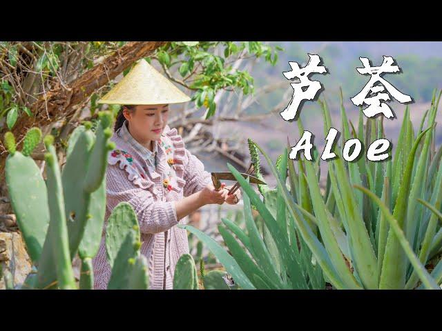 “Succulents” on Dining Tables in Rural Yunnan