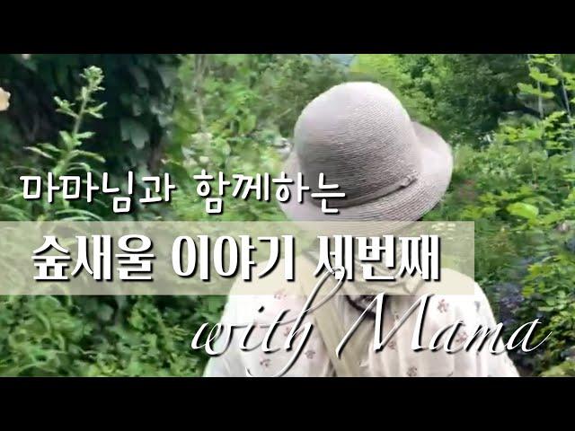 마마님과 함께하는 숲새울 이야기 세번째 Vol. 3 / 나도승마 / 글로리오사 / 어수리 / 캄파눌라 라티폴리아 / 솔리다고 / 석잠풀 / 노란 아게라텀