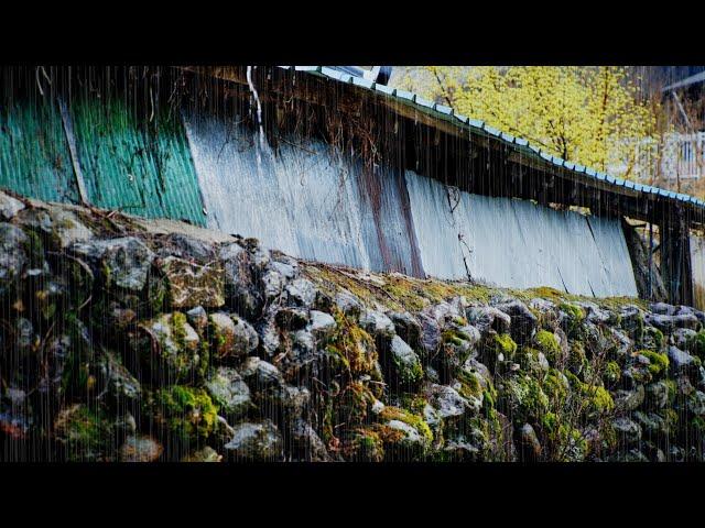 [ASMR] Embrace the Sentiment of a Rural Village: Rainfall on Tin Roof 