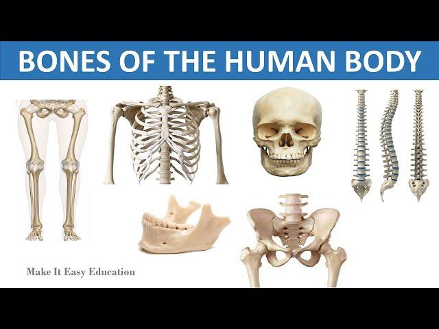 BONES OF THE HUMAN BODY || THE SKELETAL SYSTEM || SCIENCE VIDEO FOR CHILDREN