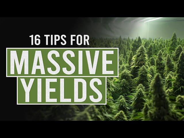 16 tips for Bigger Cannabis Yields!