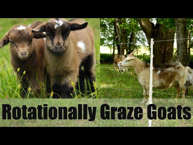 Benefits of Rotationally Grazing Goats