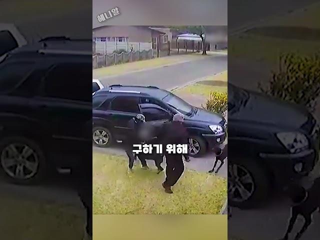 강도들을 깜짝 놀라 도망가게 만든 용감한 개들