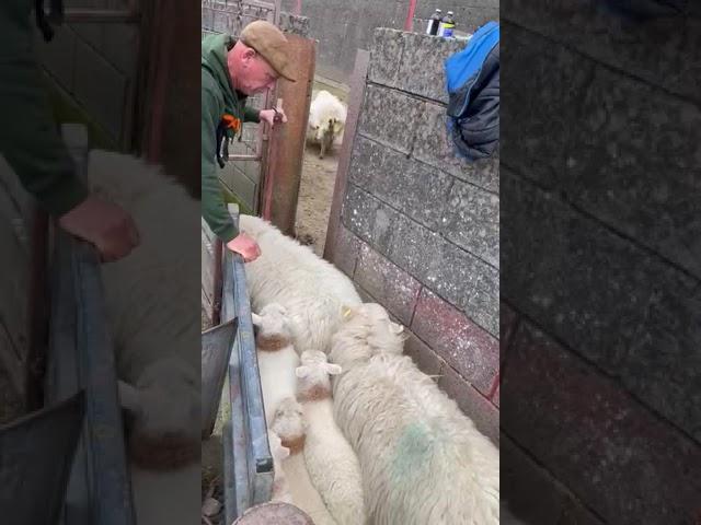 Quick and Easy Sheep and Lamb Sorting #youtubeshorts #farming #sheep #viralvideo