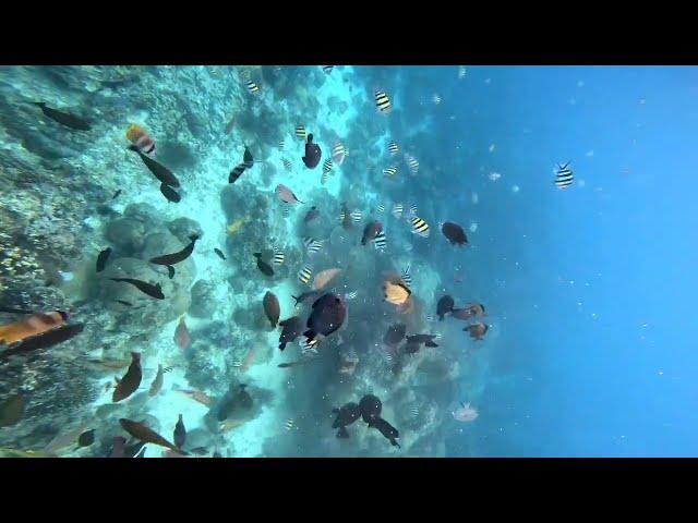 보라카이 호핑투어 프리다이빙 스노클링 스킨다이빙 boracay boracayfreedive boracayfreediving boracaydiving