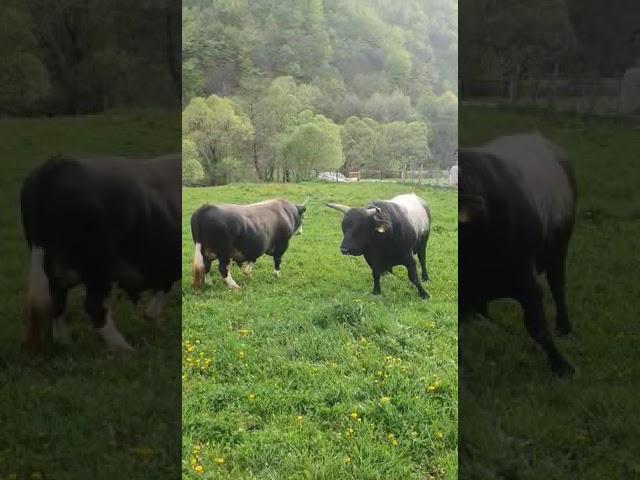 UŽIVO KOBRA BRAĆE TUBIĆ I BRIZAN OD RAMLJAKA KORIDA
