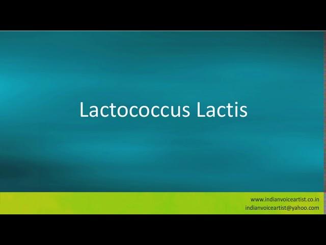 Pronunciation of the word(s) "Lactococcus Lactis".