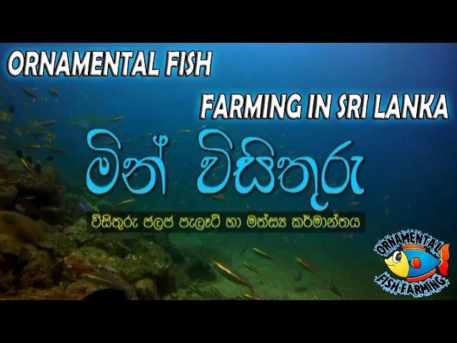 ORNAMENTAL FISH FARMING IN SRI LANKA (sinhala) - aquarium fish