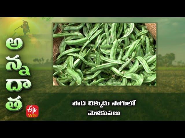 పొద చిక్కుడు సాగులో మెళకువలు | Tips for broad bean cultivation | ETV