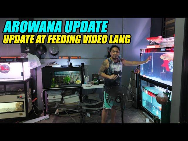 Arowana Update and Feeding Video