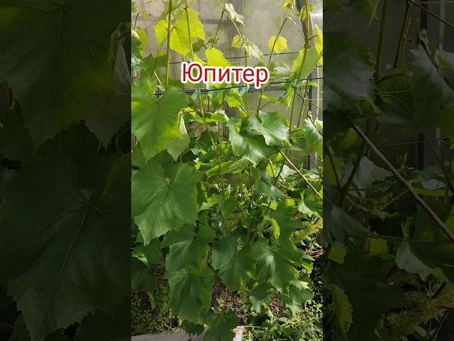 Виноград цветет на даче. #shorts #shortvideo #дача #виноград #огород #сад #vinograd #рекомендации