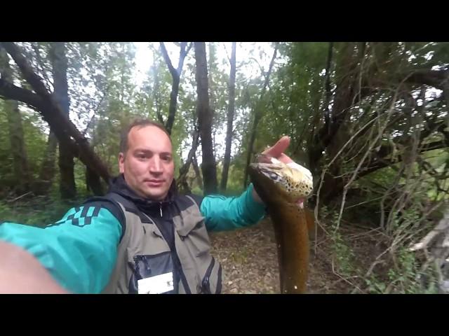 fishing huge trout River Sil (Villadepalos)