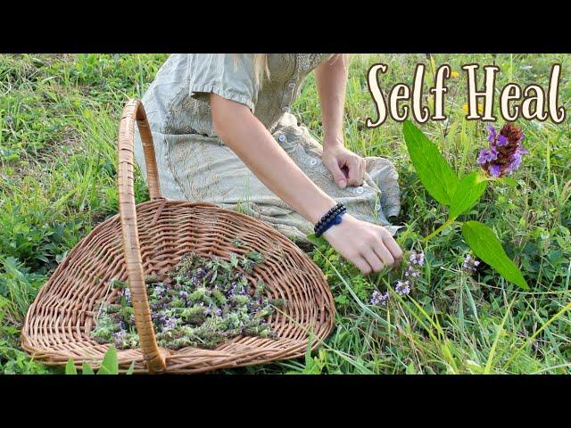 All about Self Heal | A wild medicinal plant everyone should know!