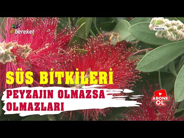 Süs Bitkileri | Çalı Grubu Süs Bitkileri - Petunya Çiçeği -  Yalova