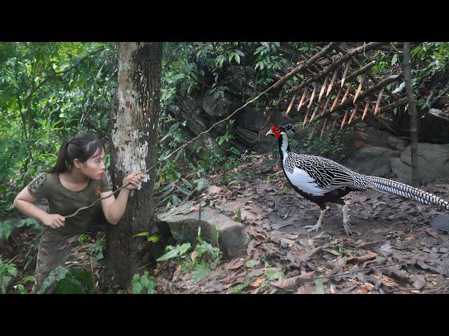 Rare wild pheasant discovered, emergency trap set to catch it, survival alone