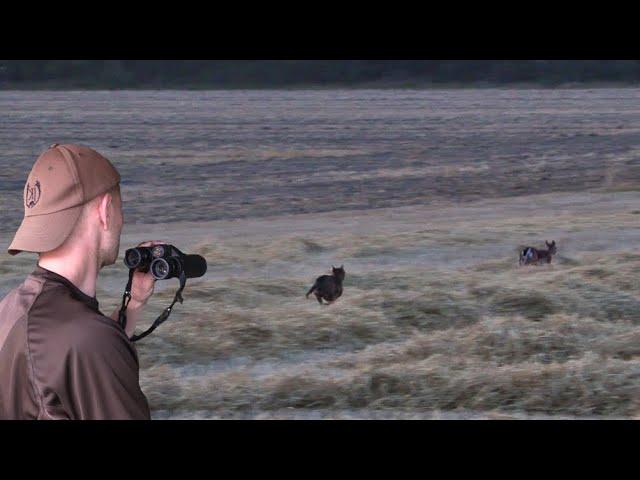 Wolfsangriff | Wolf Attacke auf Damwild | Jagd in Niedersachsen - Jagdkrone